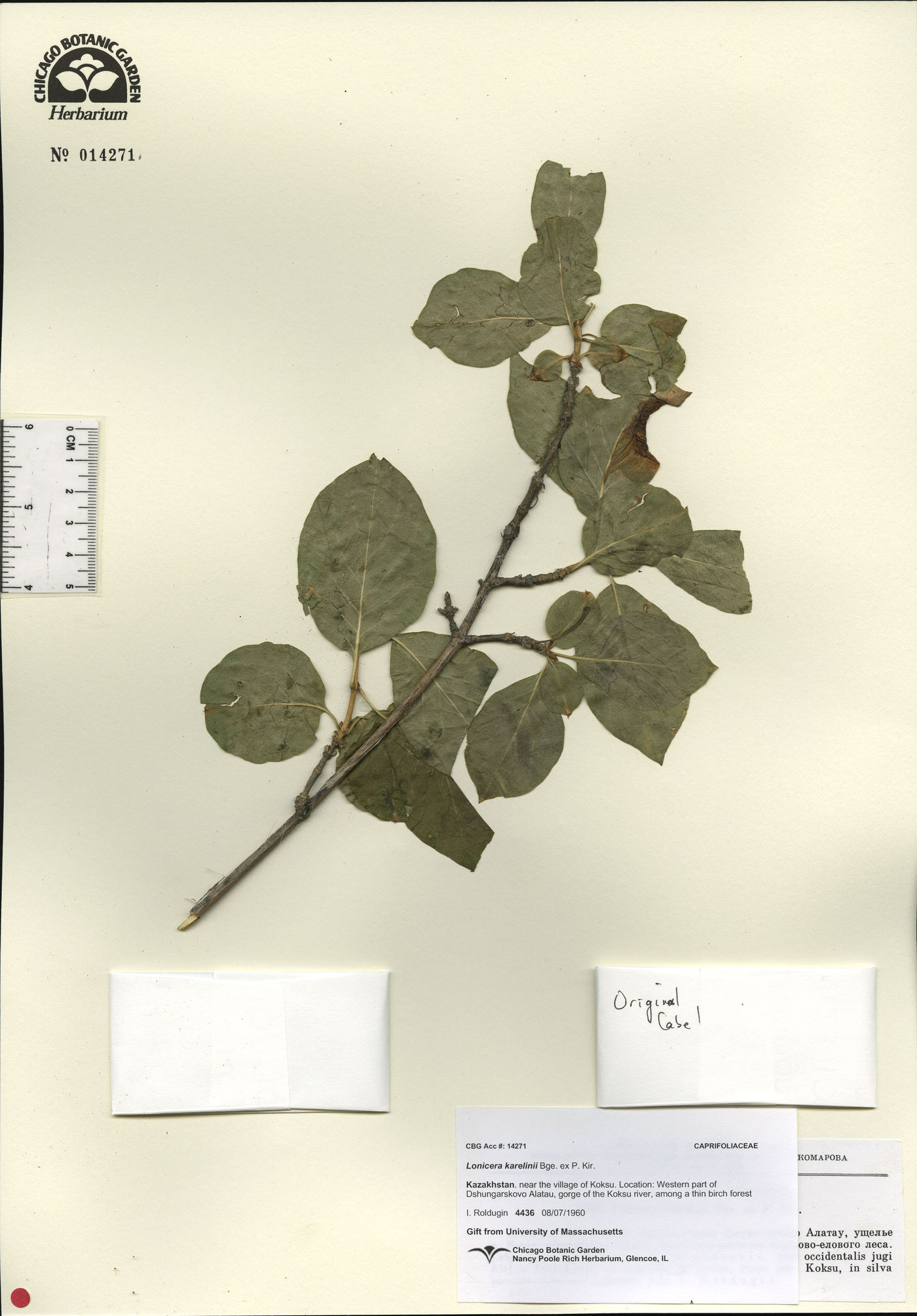 Lonicera webbiana image