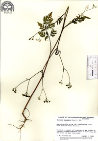 Torilis japonica image