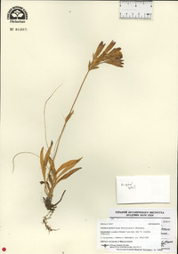 Gentiana olivieri image