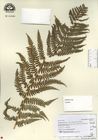 Dryopteris filix-mas image