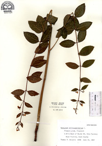 Apocynum androsaemifolium image