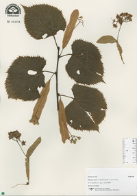 Tilia americana image