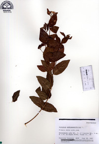 Apocynum androsaemifolium image