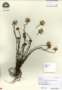 Tussilago farfara image