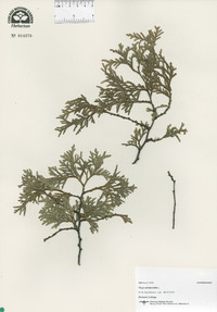 Thuja occidentalis image