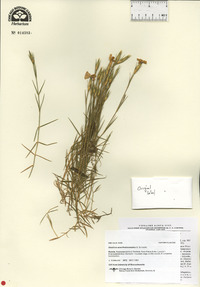 Image of Dianthus acantholimonoides