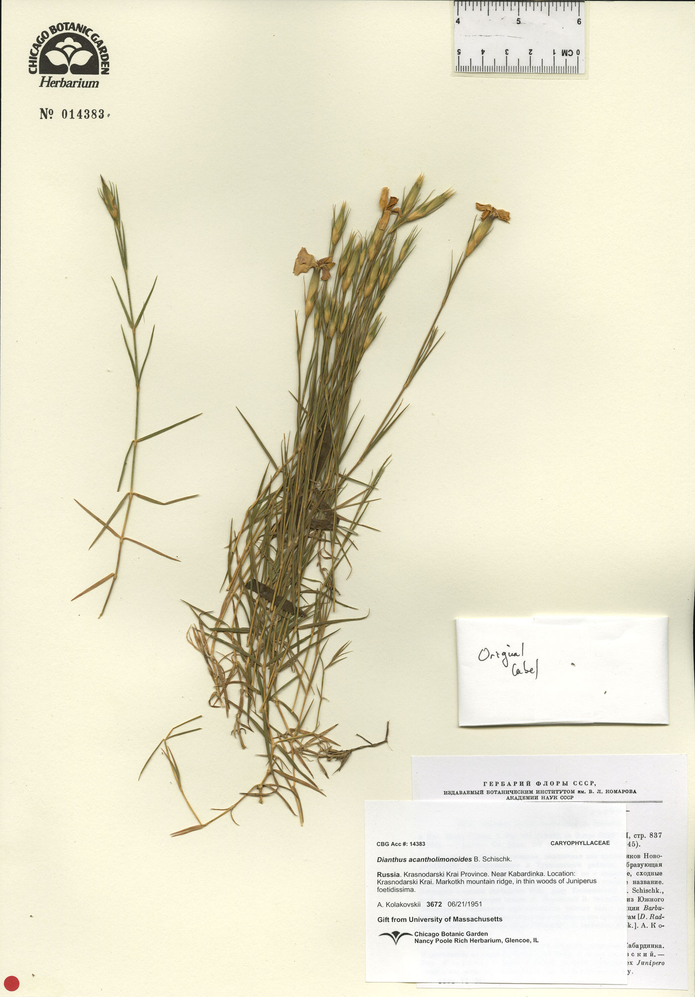 Dianthus acantholimonoides image