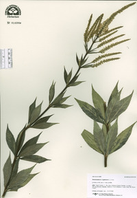 Veronicastrum virginicum image