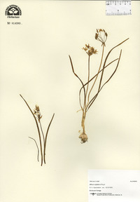 Allium stipitatum image