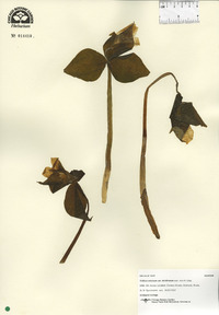 Trillium erectum image