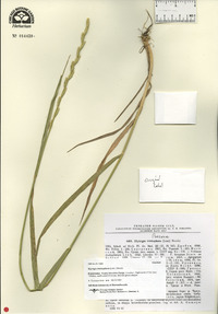 Thinopyrum intermedium subsp. barbulatum image