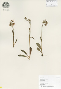 Swertia palustris image