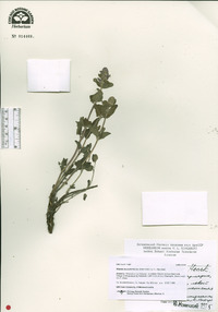 Nepeta mussinii image