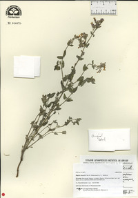 Nepeta mussinii image