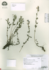 Nepeta mussinii image