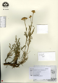 Tanacetum polycephalum subsp. argyrophyllum image