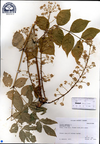 Aralia spinosa image