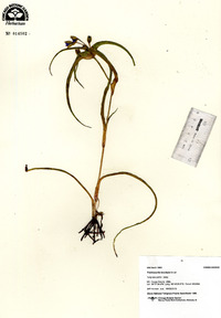 Tradescantia bracteata image