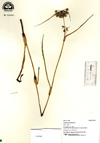 Tradescantia ohiensis image