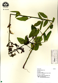 Desmodium illinoense image