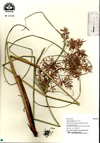 Cyperus setigerus image