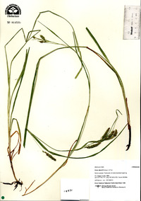 Carex davisii image