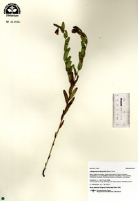 Lithospermum canescens image