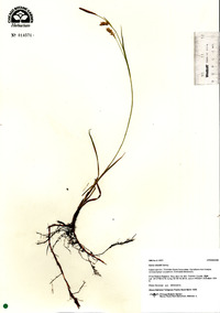 Carex meadii image