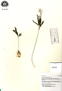 Cardamine concatenata image