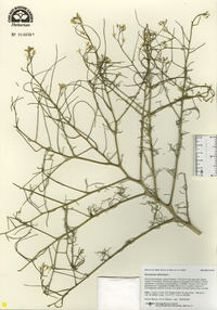 Sisymbrium altissimum image