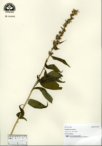 Campanulastrum americanum image