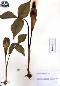 Arisaema atrorubens image