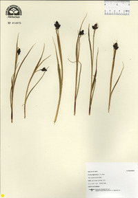 Carex nigricans image