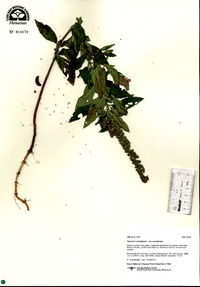 Teucrium canadense var. occidentale image