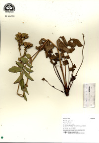 Drymocallis arguta image