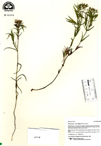 Phlox pilosa subsp. fulgida image