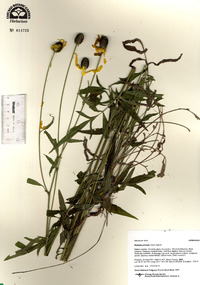 Ratibida pinnata image