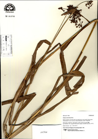 Scirpus atrovirens image