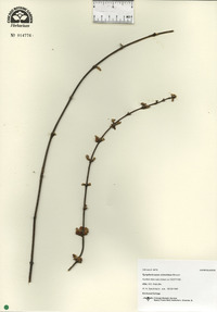 Symphoricarpos orbiculatus image