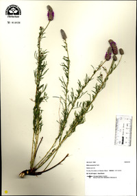 Dalea purpurea image