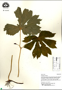 Podophyllum peltatum image