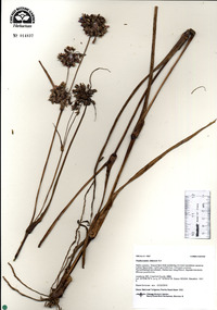 Tradescantia ohiensis image