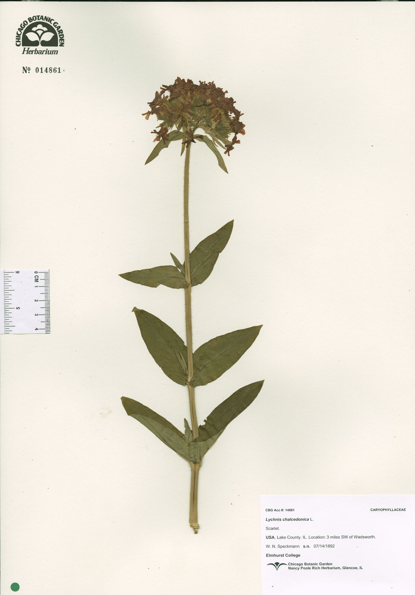 Silene chalcedonica image