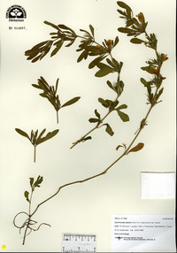 Dyschoriste linearis image