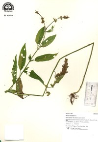 Stachys tenuifolia image