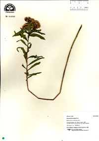 Vernonia fasciculata image