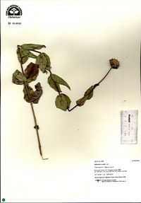 Helianthus mollis image