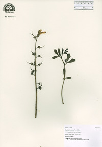 Baptisia alba image