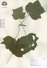 Liriodendron tulipifera image