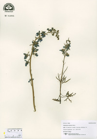 Delphinium tricorne image